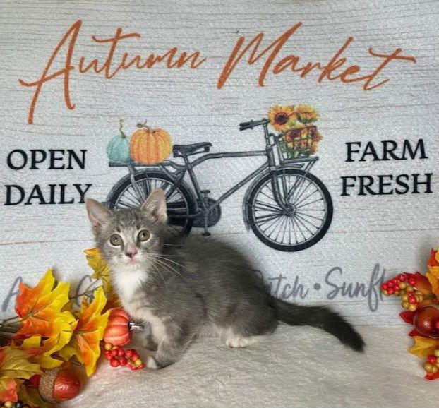 Cocktail Crew - COSMOPOLITAN, Adoptable, Kitten Male Domestic Short Hair.