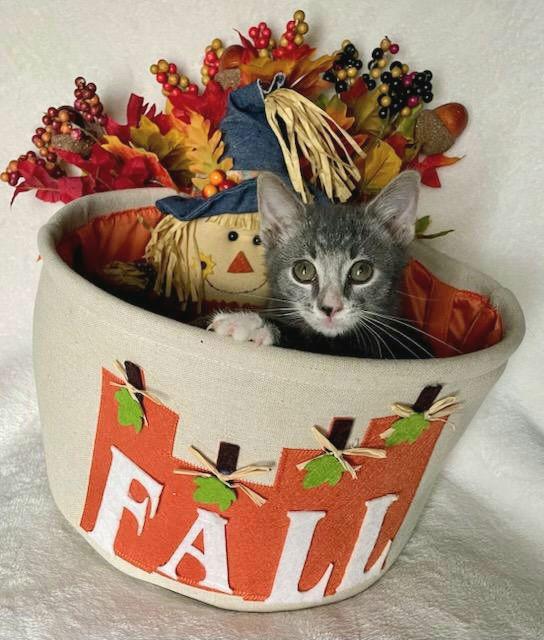 Enlarge Cocktail Crew - COSMOPOLITAN, a Adoptable Domestic Short Hair in Akron, OH image 2/3