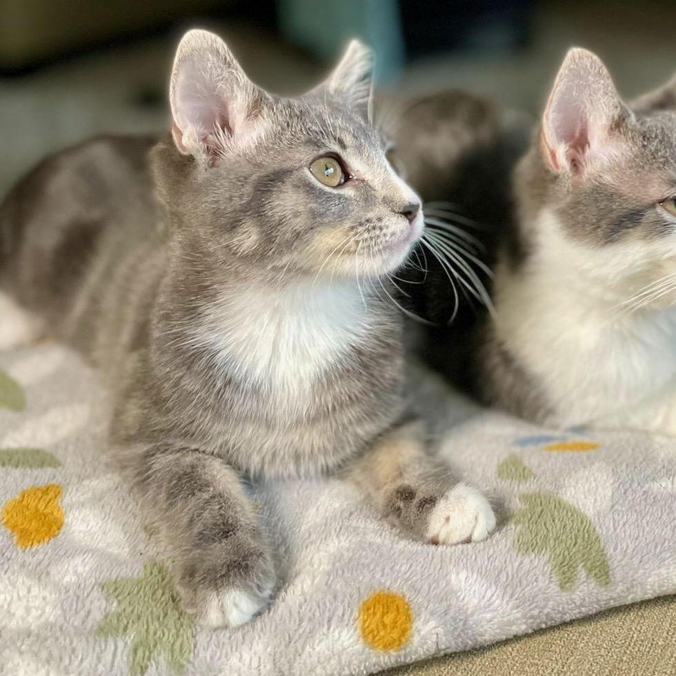 Enlarge Cocktail Crew - COSMOPOLITAN, a Adoptable Domestic Short Hair in Akron, OH image 3/3