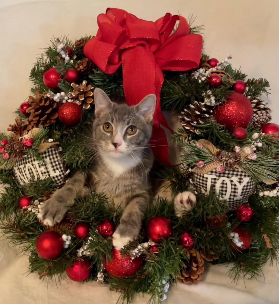 Enlarge Cocktail Crew - COSMOPOLITAN, a Adoptable Domestic Short Hair in Akron, OH image 3/3