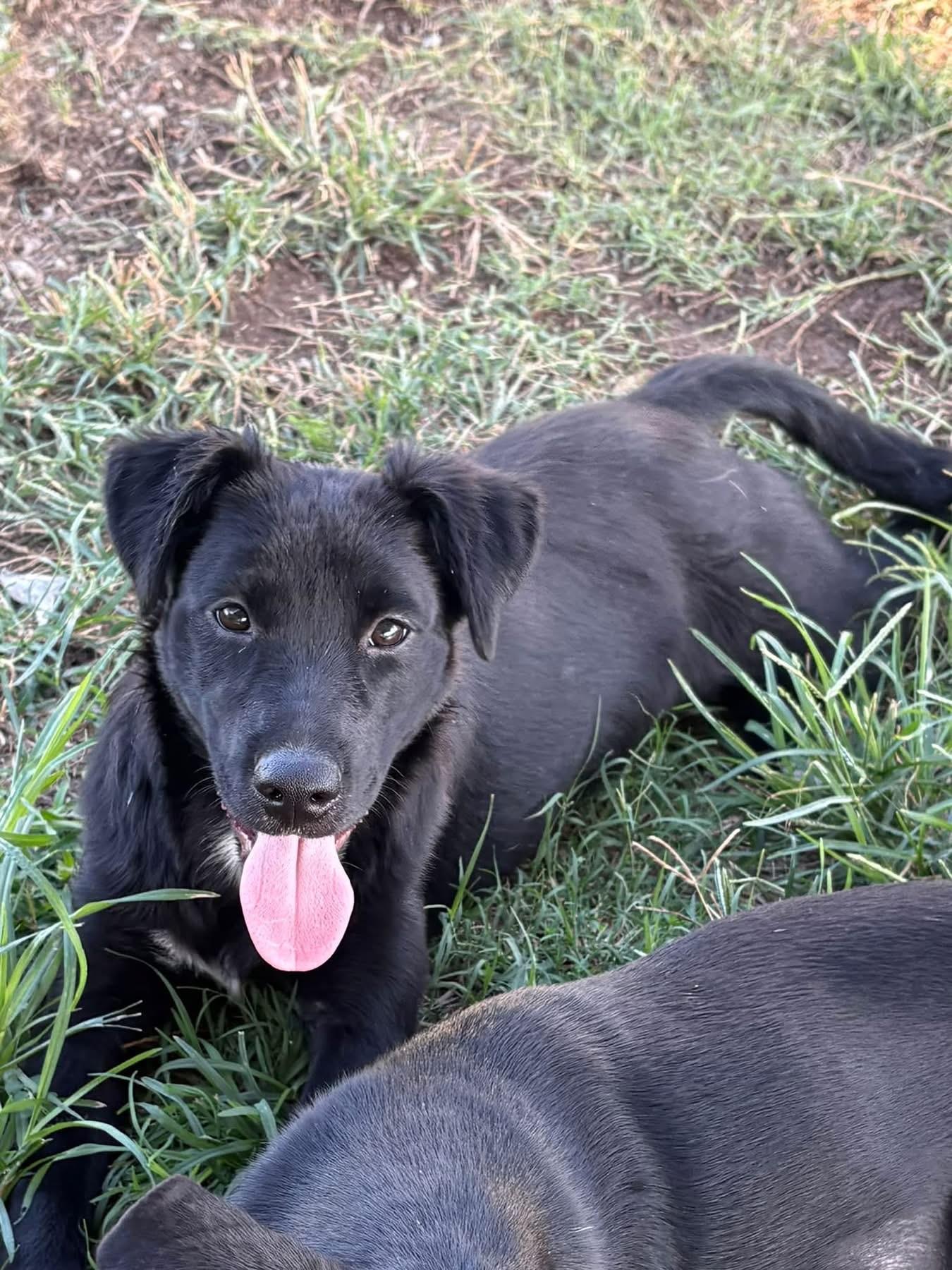 Dixie, Adoptable, Puppy Female Labrador Retriever & Border Collie.