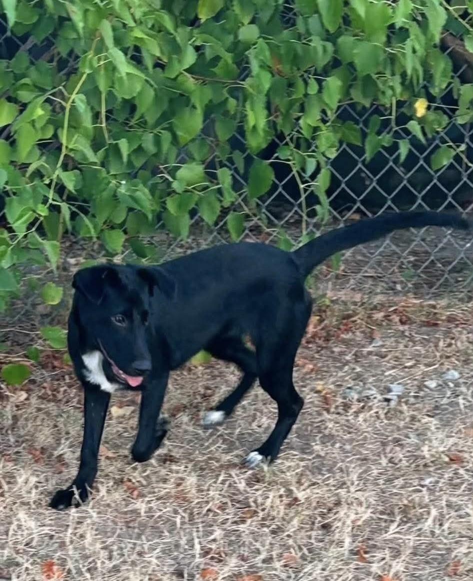 Enlarge Dixie, a Adoptable mixed breed in Grove, OK image 2/2