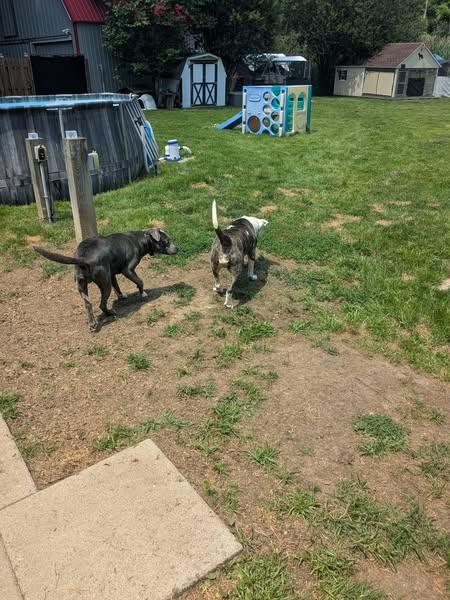 Winnie, a Adoptable mixed breed in Ontario, NY image 1/4