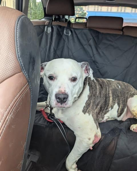 Winnie, a Adoptable mixed breed in Ontario, NY image 2/4