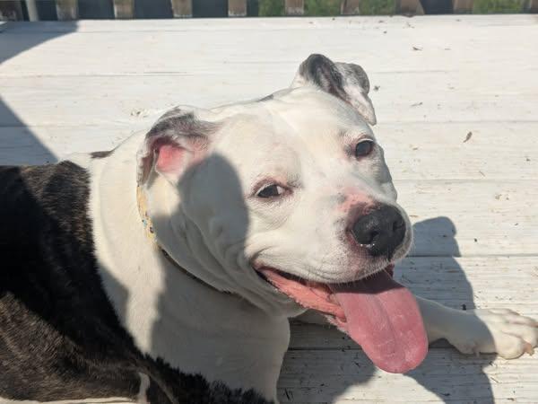 Winnie, a Adoptable mixed breed in Ontario, NY image 3/4