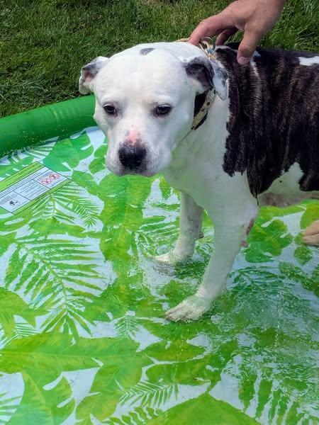 Winnie, a Adoptable mixed breed in Ontario, NY image 4/4