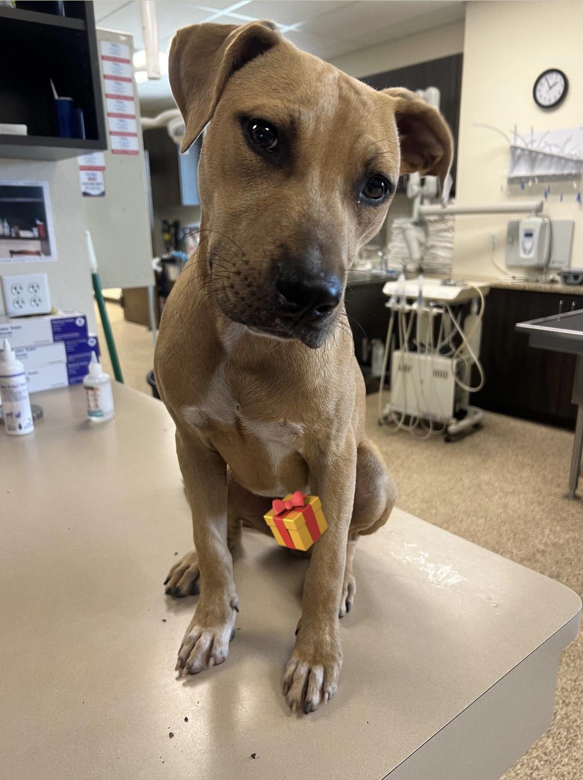 Dudley, ADOPTABLE, Young Male Boxer & Pit Bull Terrier.