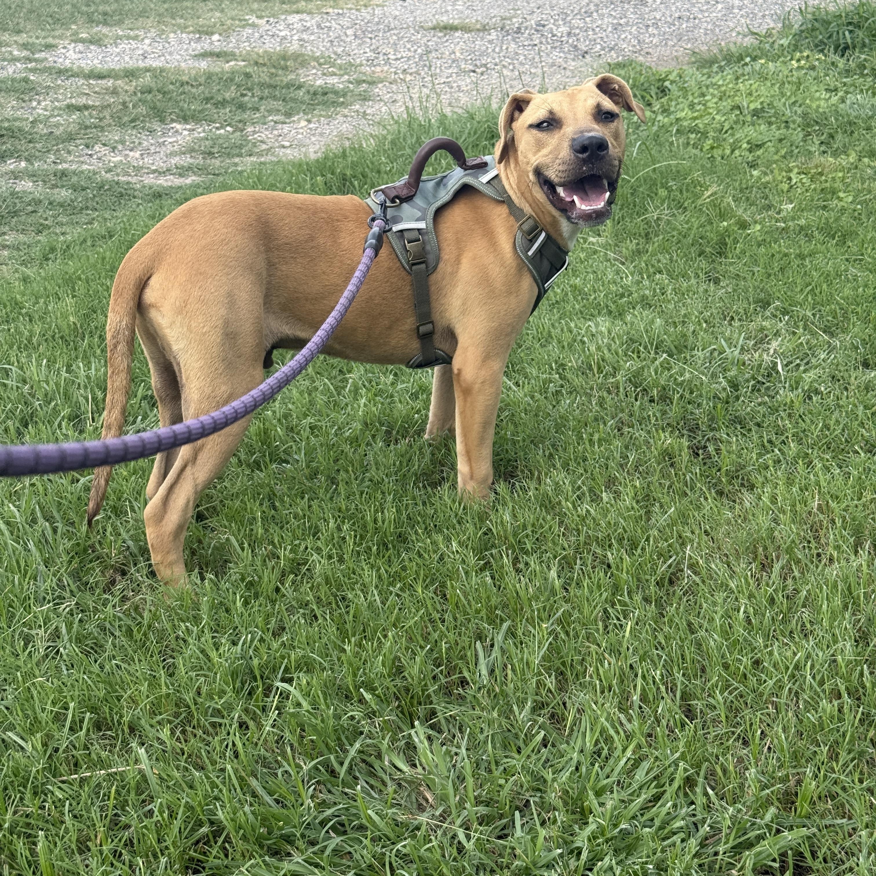 Dudley, a ADOPTABLE mixed breed in San Antonio, TX image 2/2