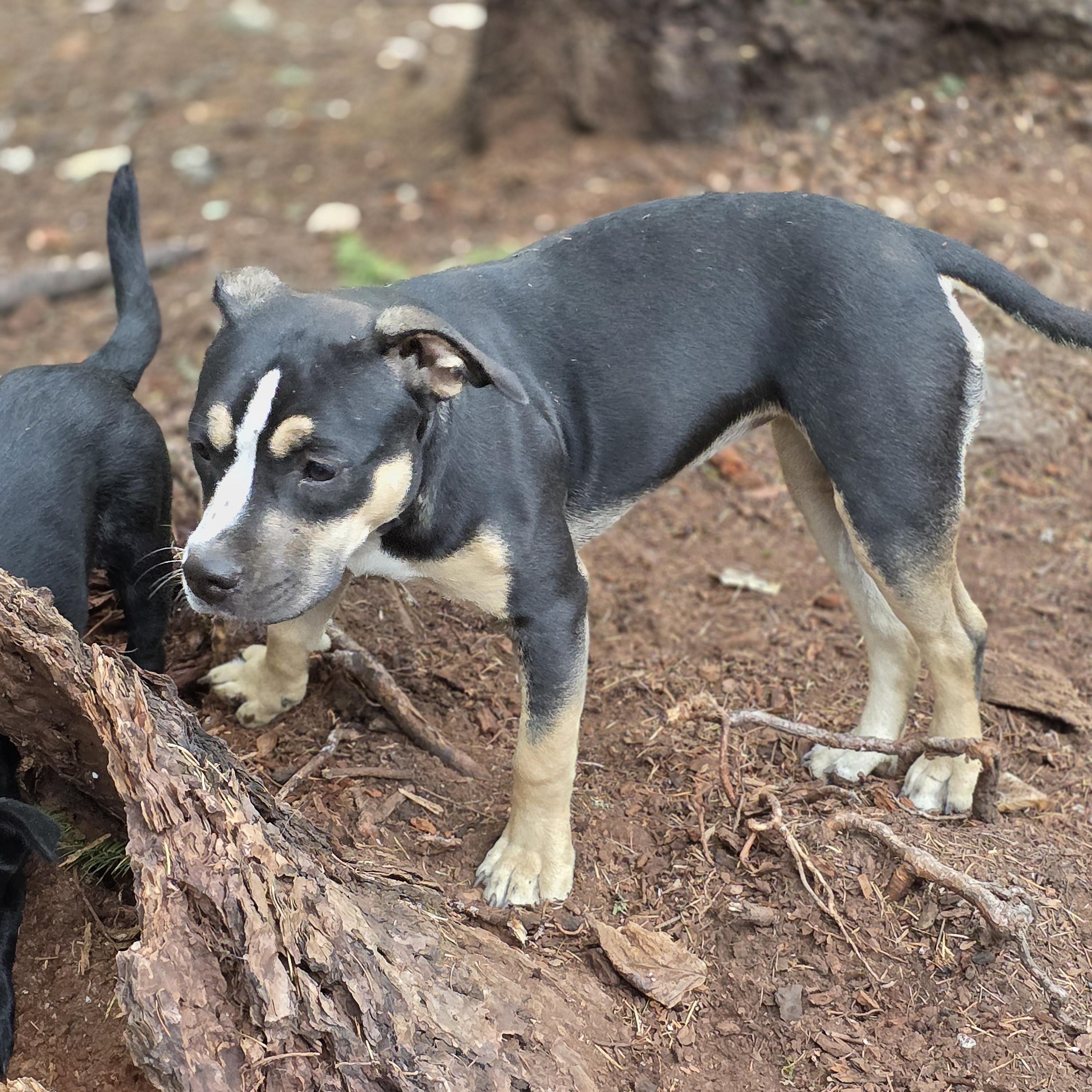 Blaze, a Adoptable mixed breed in AUBURN, WA image 3/5
