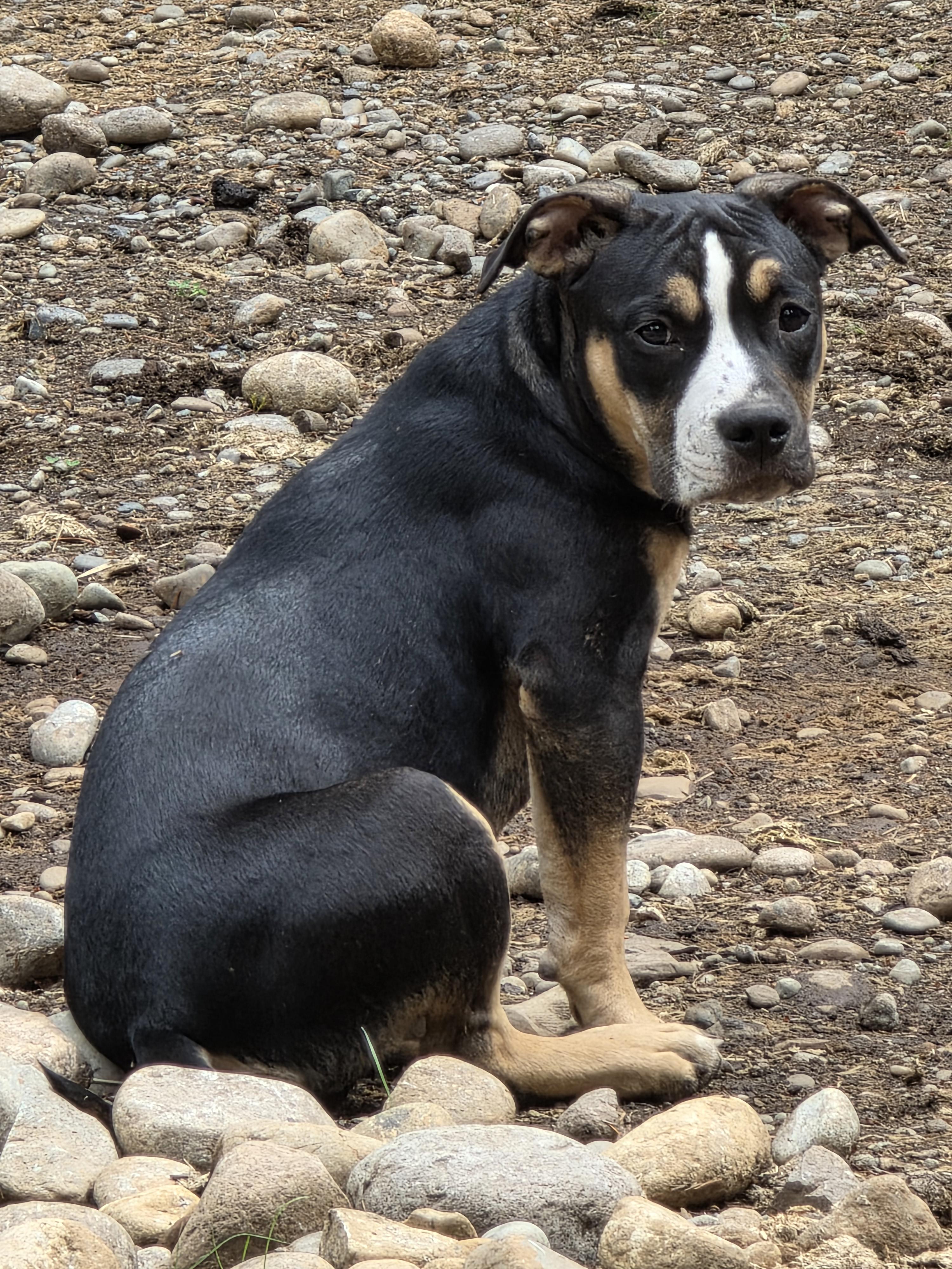 Blaze, a Adoptable mixed breed in AUBURN, WA image 5/5