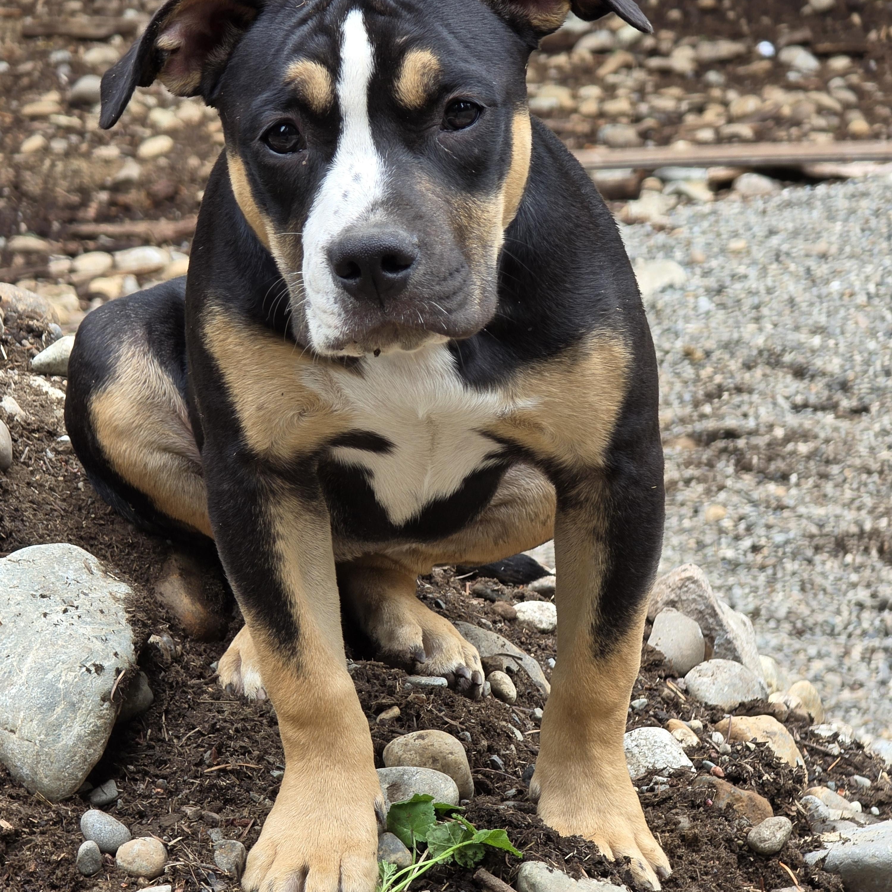 Blaze, Adoptable, Young Female Pit Bull Terrier.