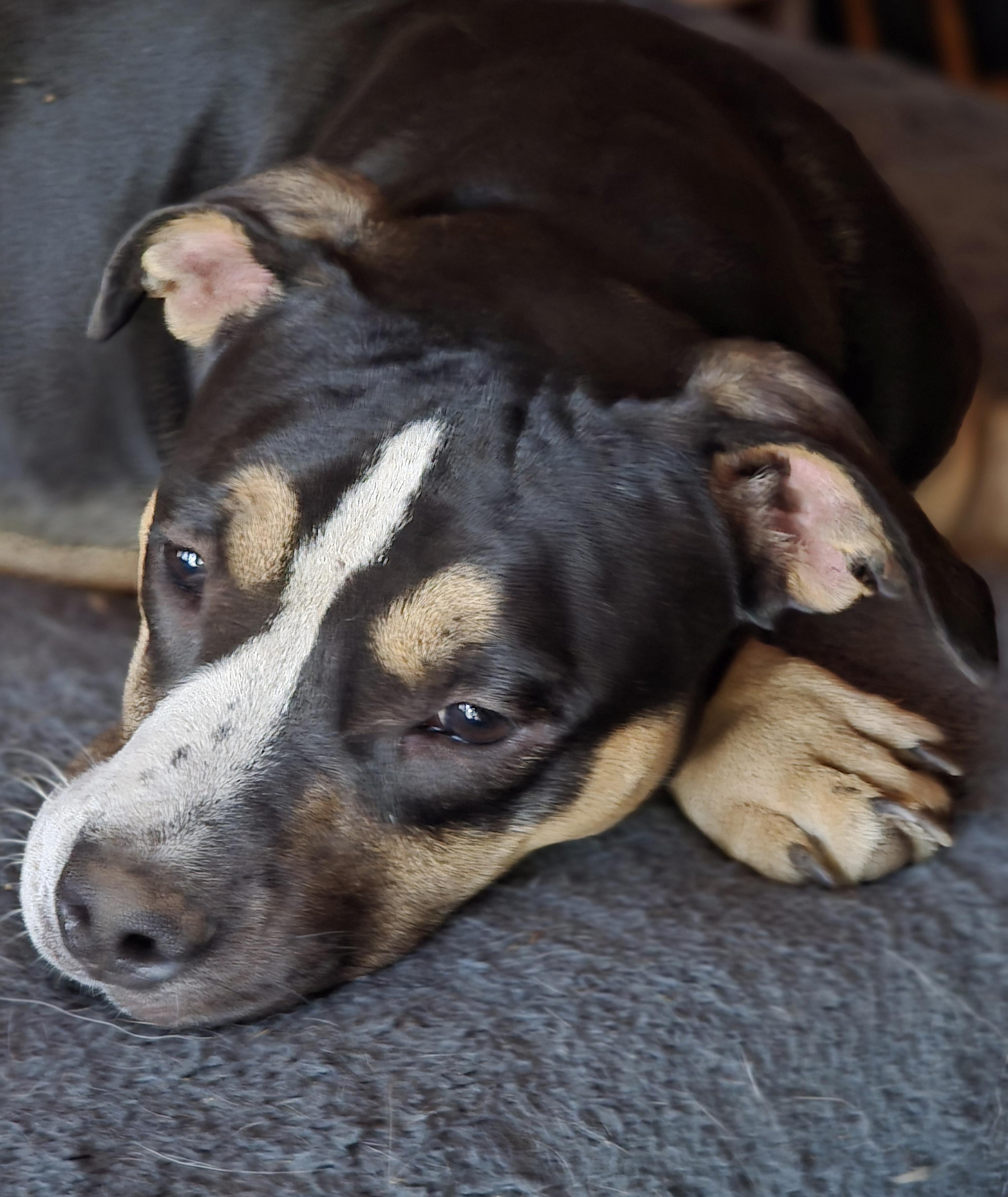 Blaze, a Adoptable mixed breed in AUBURN, WA image 2/5