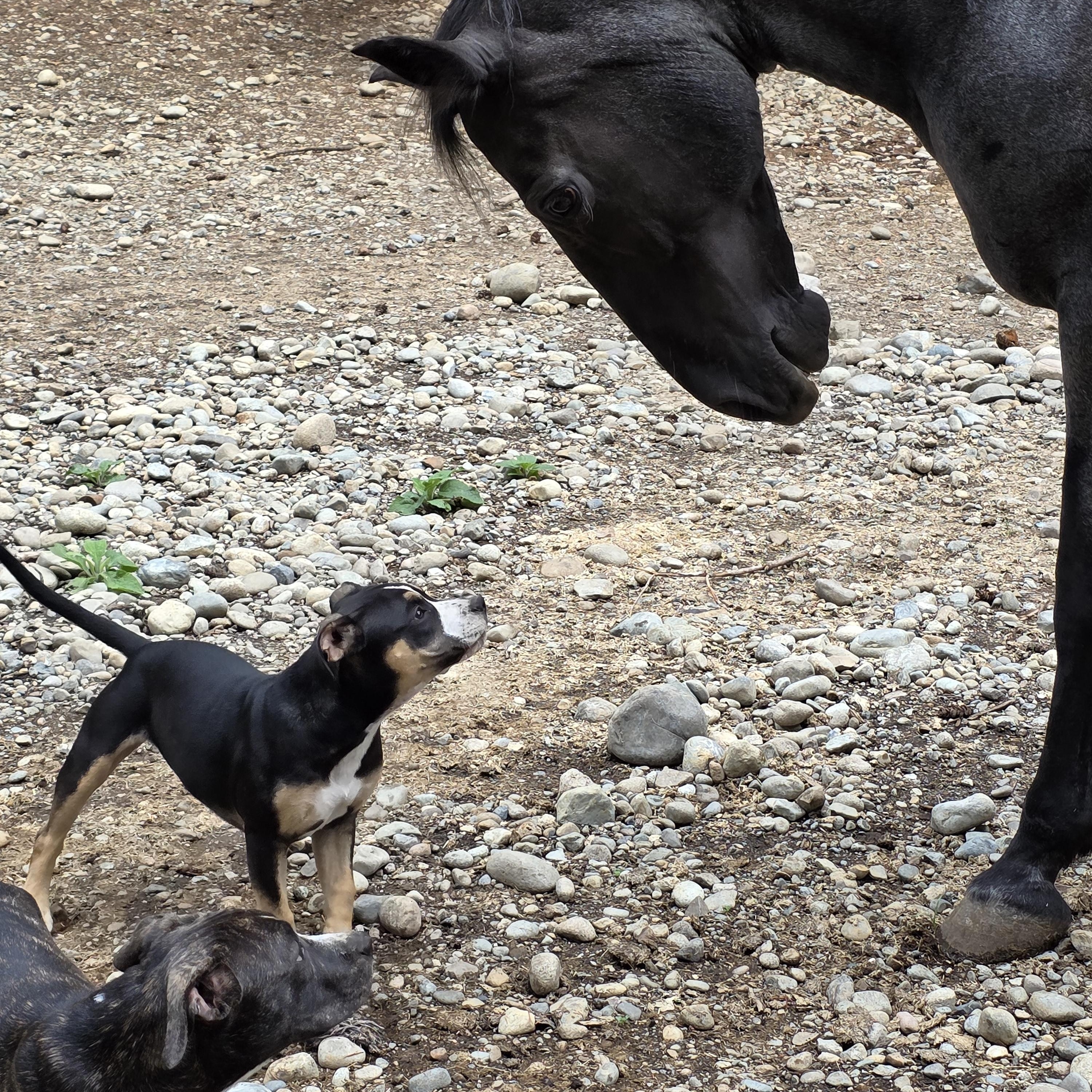 Blaze, a Adoptable mixed breed in AUBURN, WA image 4/5