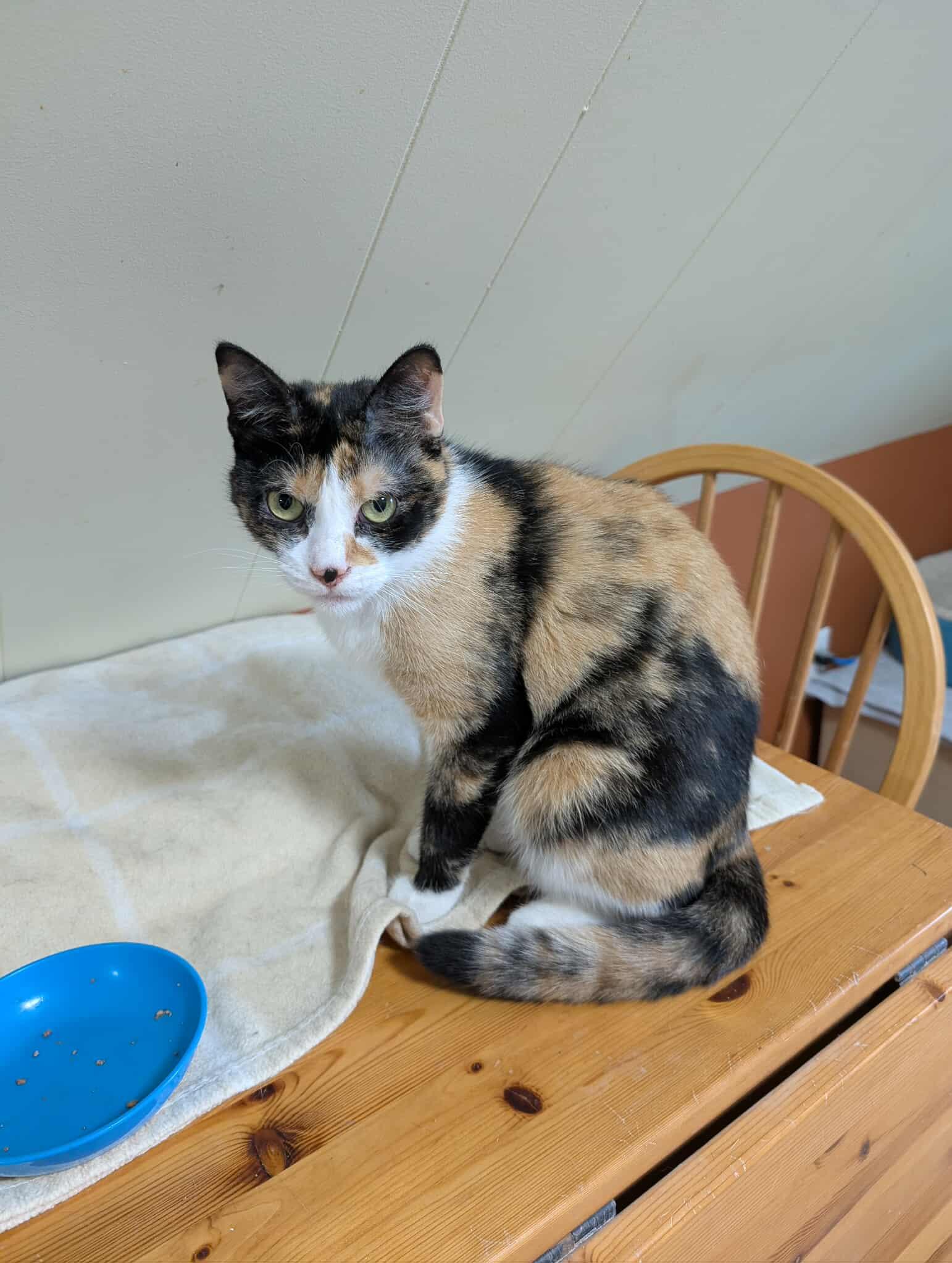 CHERRY BLOSSOM (bonded with TIGER LILY), Adult Female Domestic Short Hair