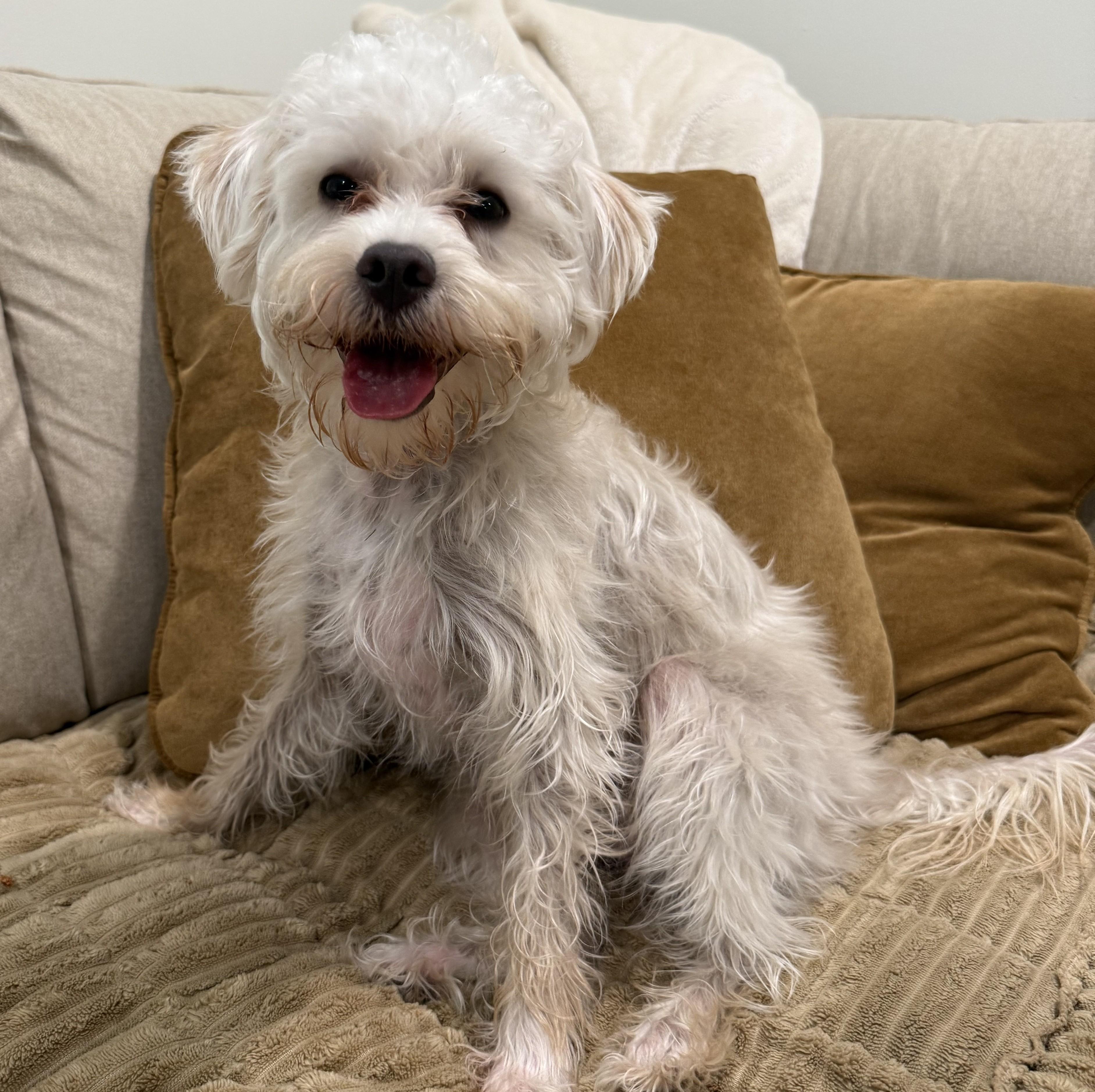 Enlarge Benji, an adopted mixed breed in Albany, NY image 1/6