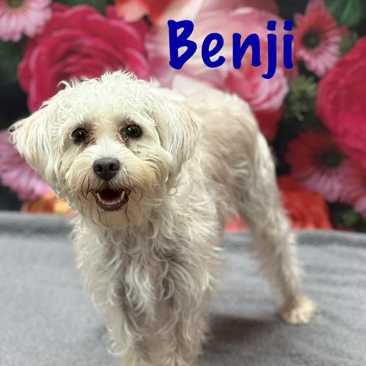 Enlarge Benji, an adopted mixed breed in Albany, NY image 5/6
