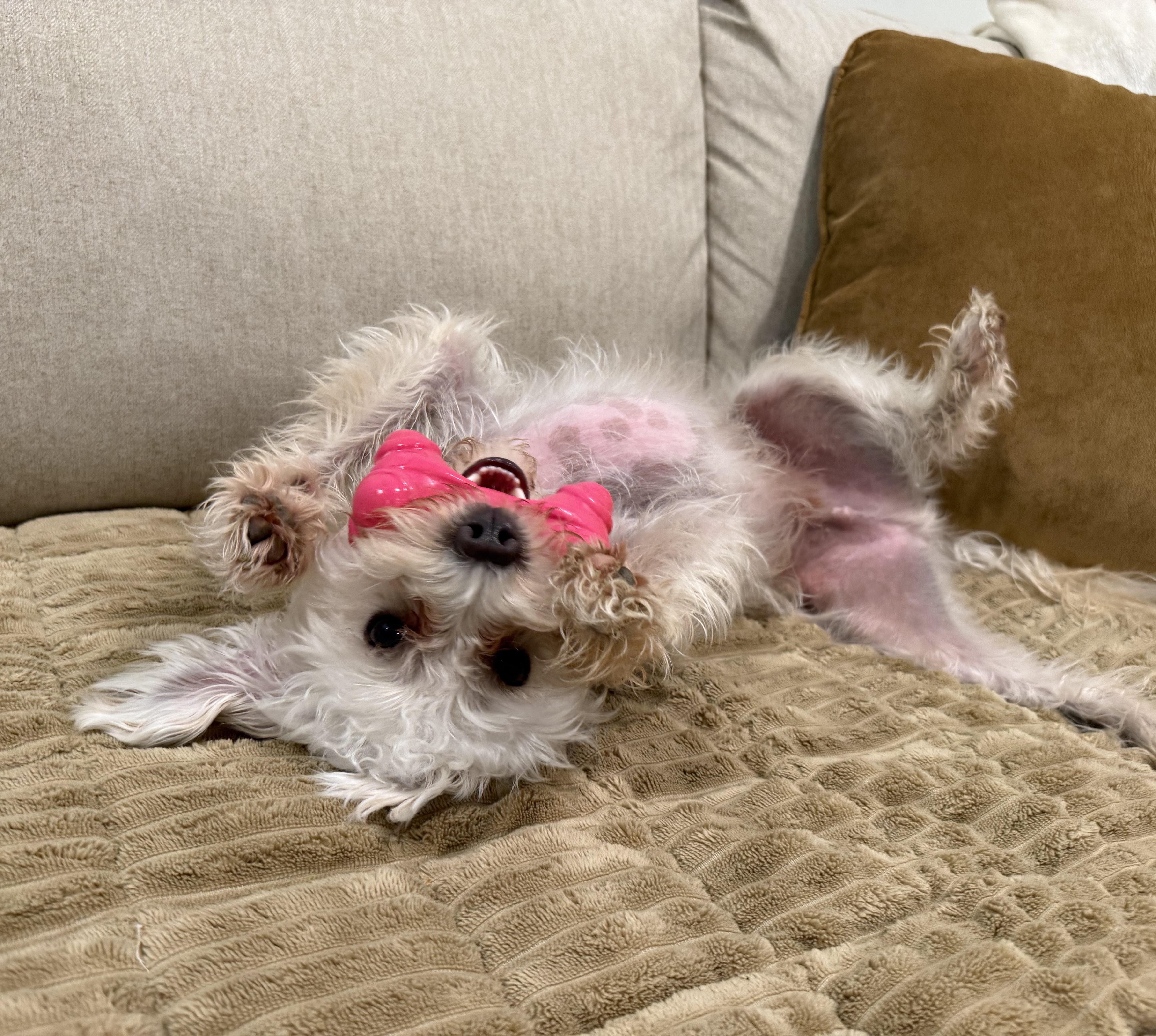 Enlarge Benji, an adopted mixed breed in Albany, NY image 4/6