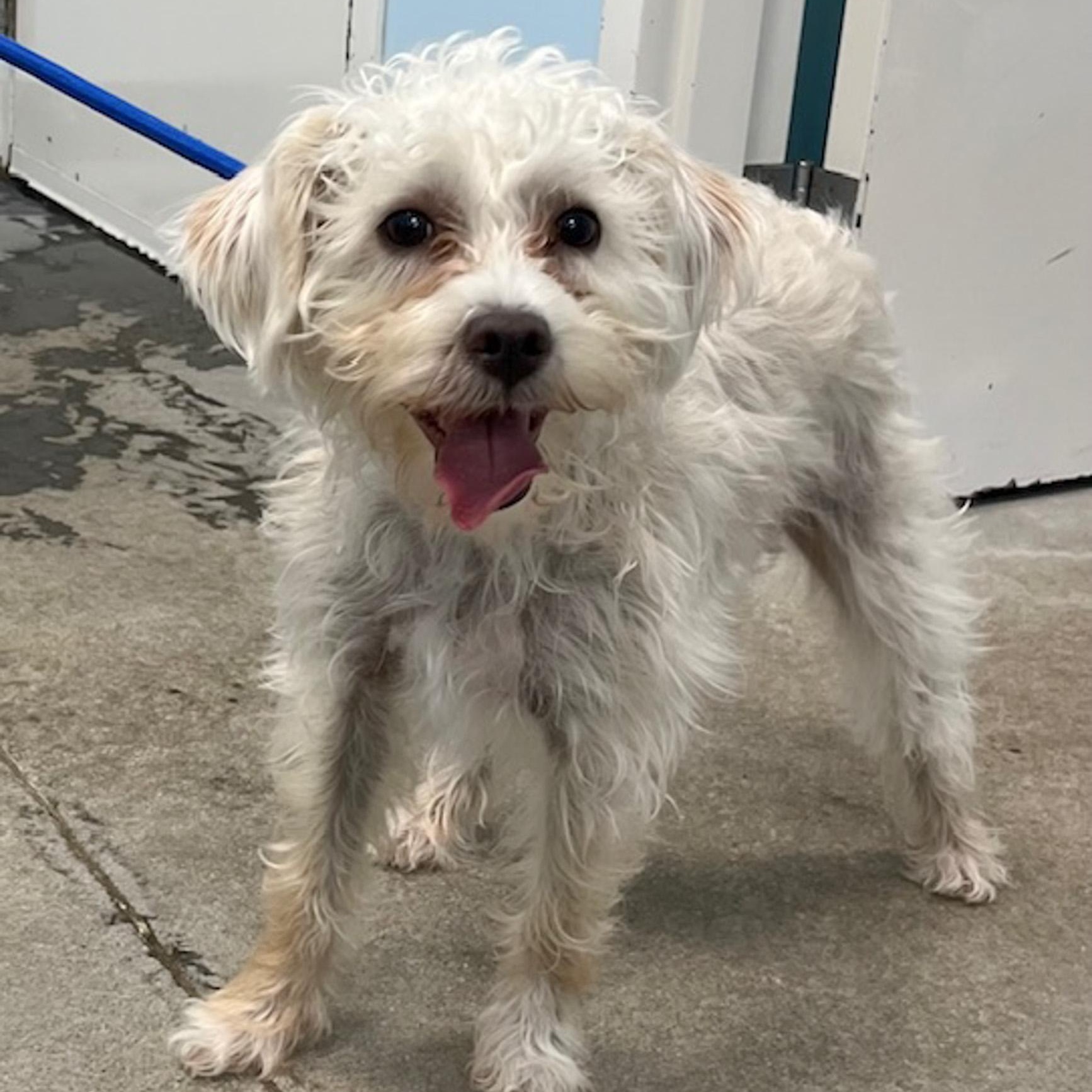 Enlarge Benji, an adopted mixed breed in Albany, NY image 6/6