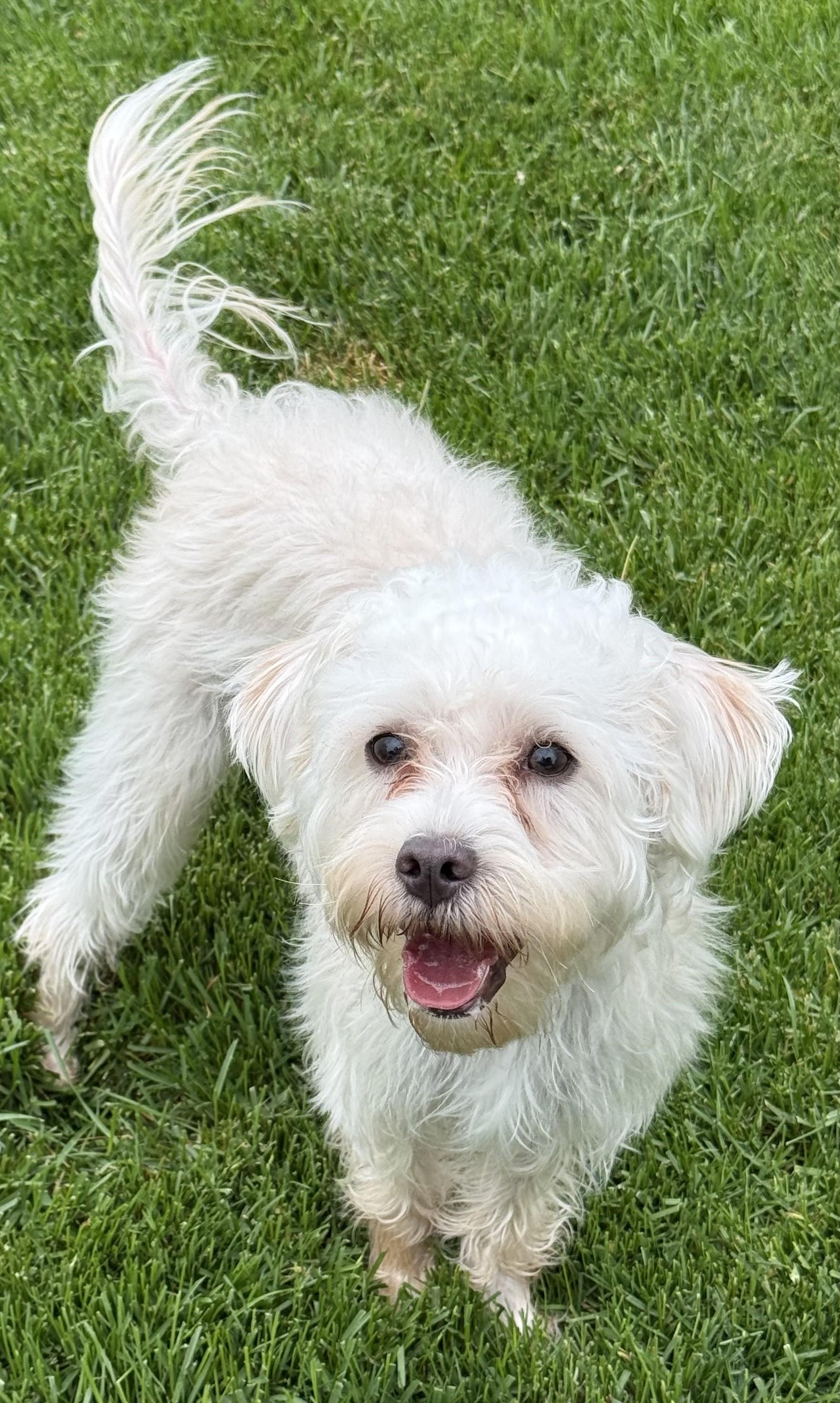 Enlarge Benji, an adopted mixed breed in Albany, NY image 2/6