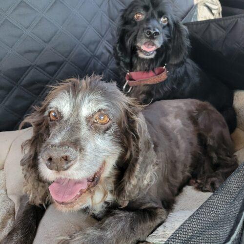 Tamborine  25082, Adoptable, Adult Female Cocker Spaniel.