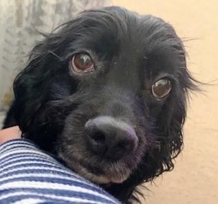 Enlarge Tamborine  25082, a Adoptable Cocker Spaniel in Parker, CO image 2/5