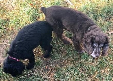 Enlarge Tamborine  25082, a Adoptable Cocker Spaniel in Parker, CO image 4/4