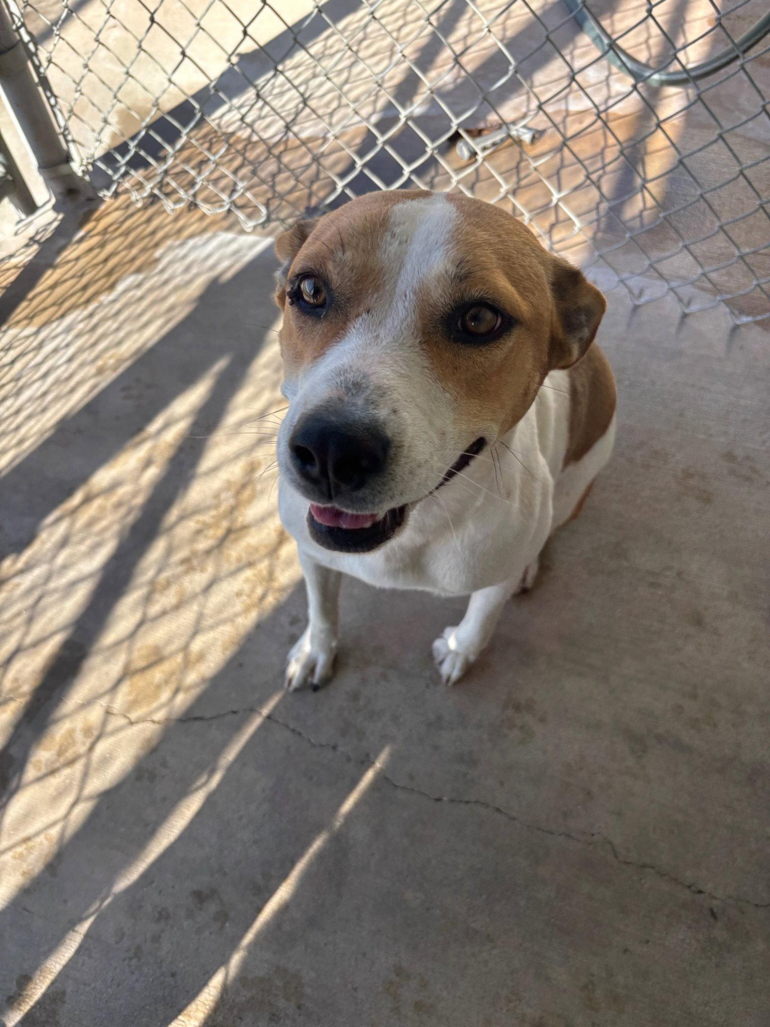 Clementine, Adoptable, Young Female Coonhound.