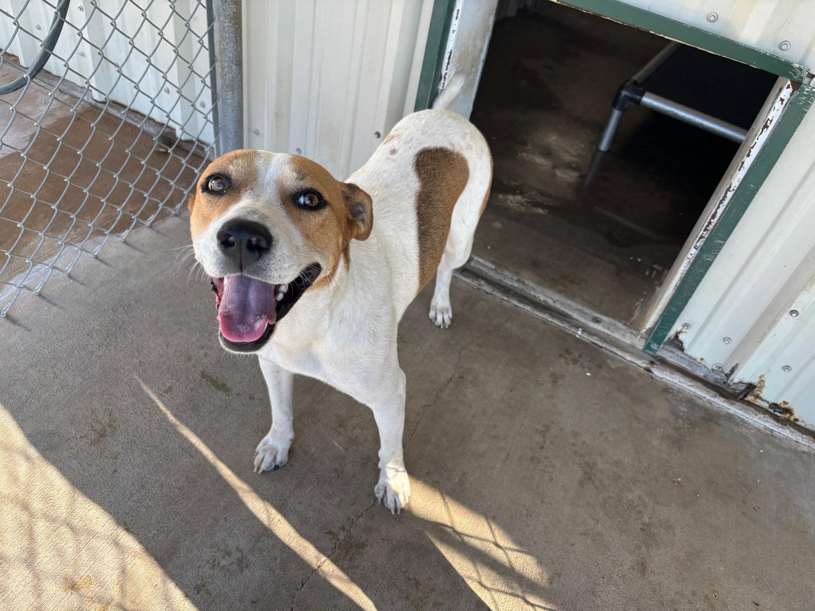 Enlarge Clementine, a Adoptable Coonhound in Grafton, WI image 2/3