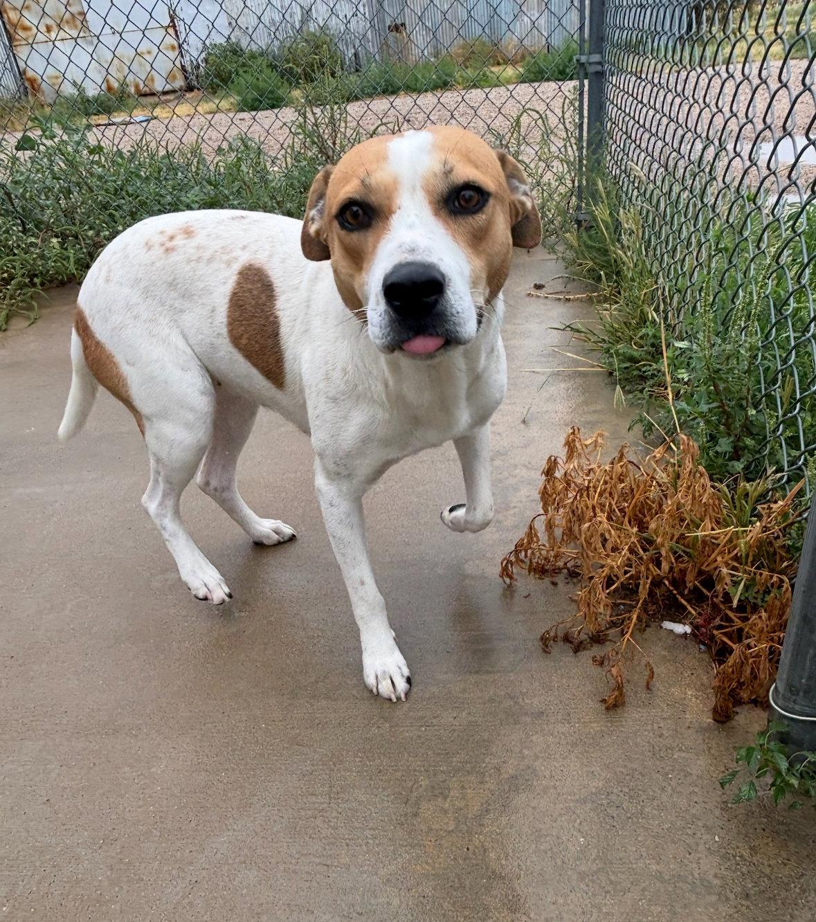 Enlarge Clementine, a Adoptable Coonhound in Grafton, WI image 3/3