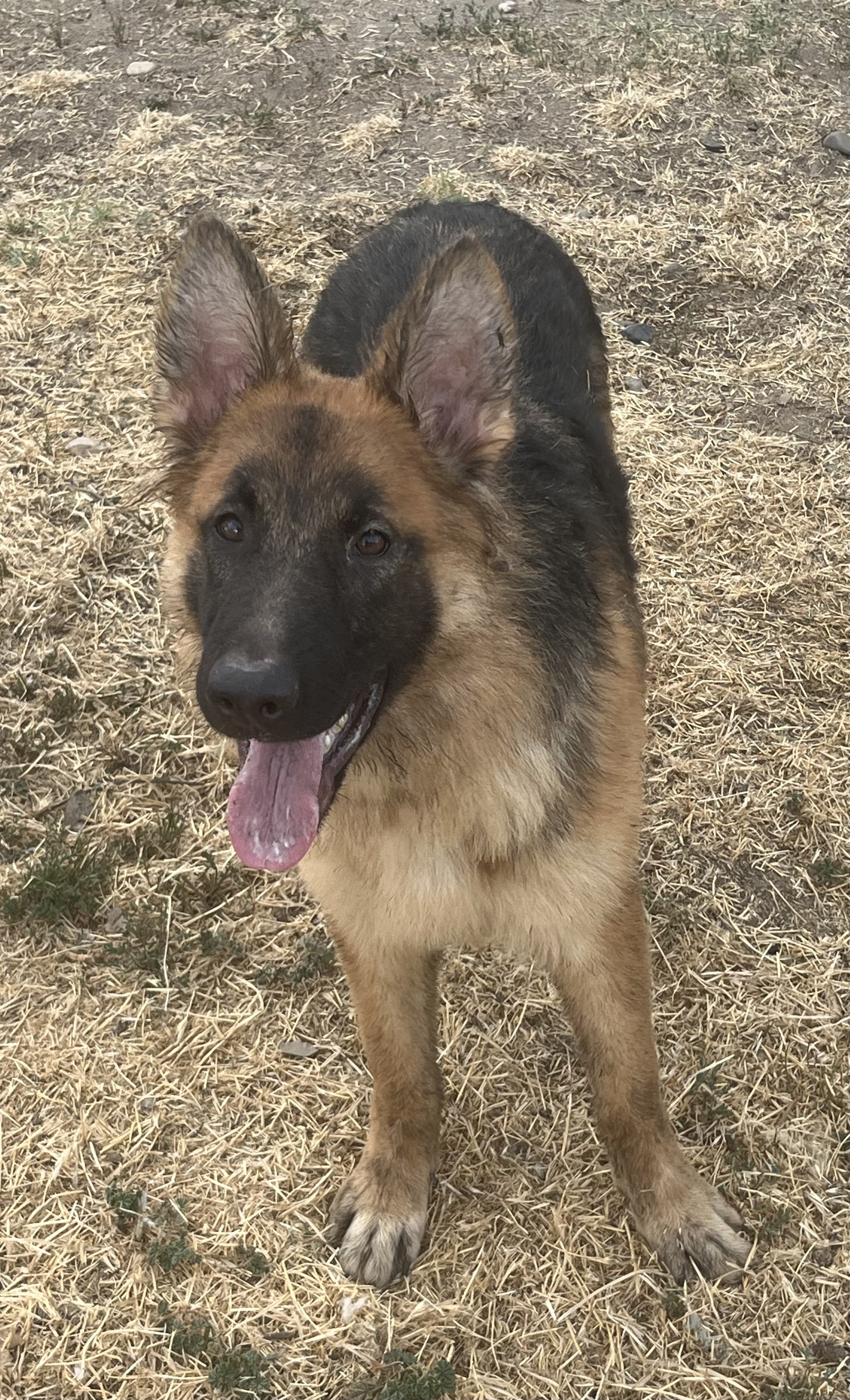 Dog for adoption Teddy, a German Shepherd Dog in Yuba City, CA