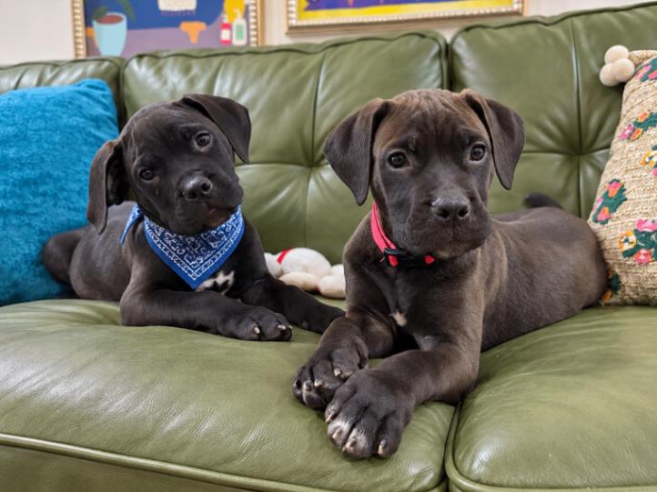 Enlarge Leo Little Romeo, a Adoptable mixed breed in Friendswood, TX image 5/6