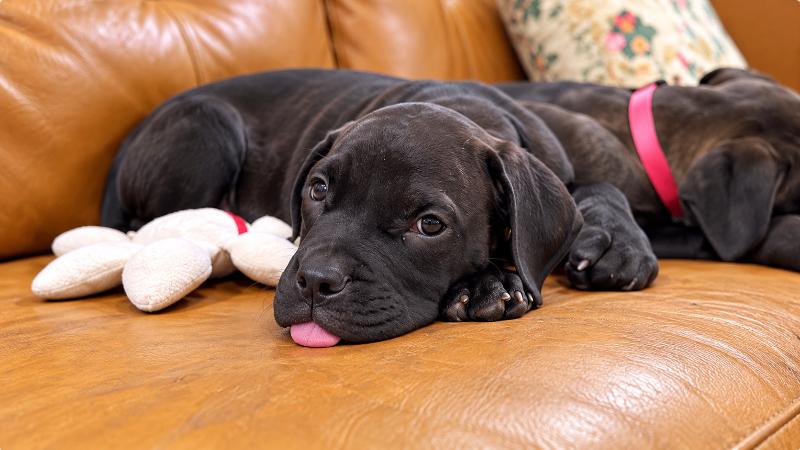 Enlarge Leo Little Romeo, a Adoptable mixed breed in Friendswood, TX image 4/6