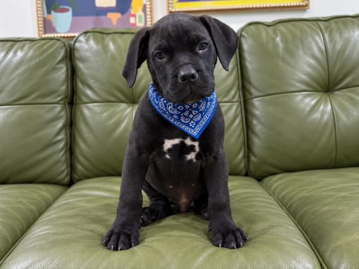 Enlarge Leo Little Romeo, a Adoptable mixed breed in Friendswood, TX image 1/6