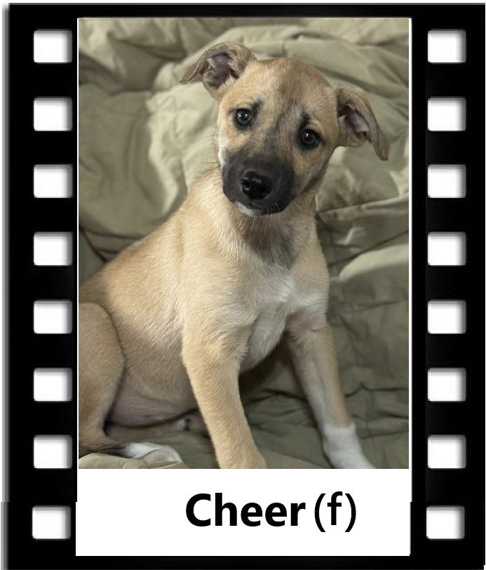 Enlarge Cheer, a Adoptable mixed breed in Navarre, FL image 1/1