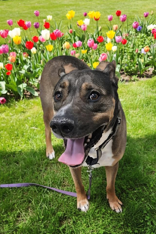 Enlarge Oscar, a ADOPTABLE mixed breed in Saint George, UT image 1/1