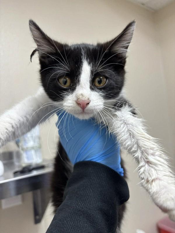 Terry Cloth, Adoptable, Kitten Male Domestic Short Hair.