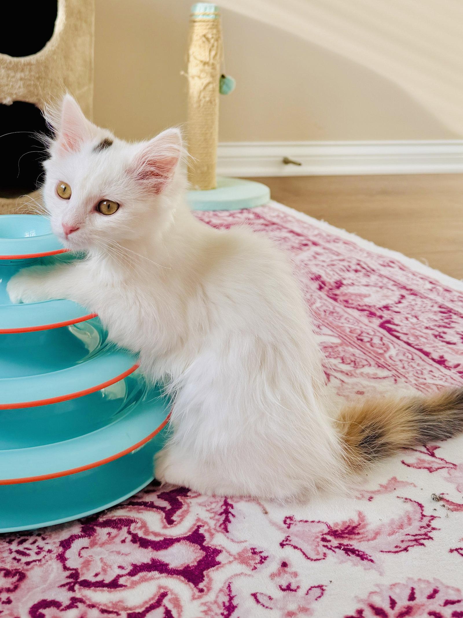 Egg Drop, Adopted, Kitten Female Calico & Domestic Medium Hair.