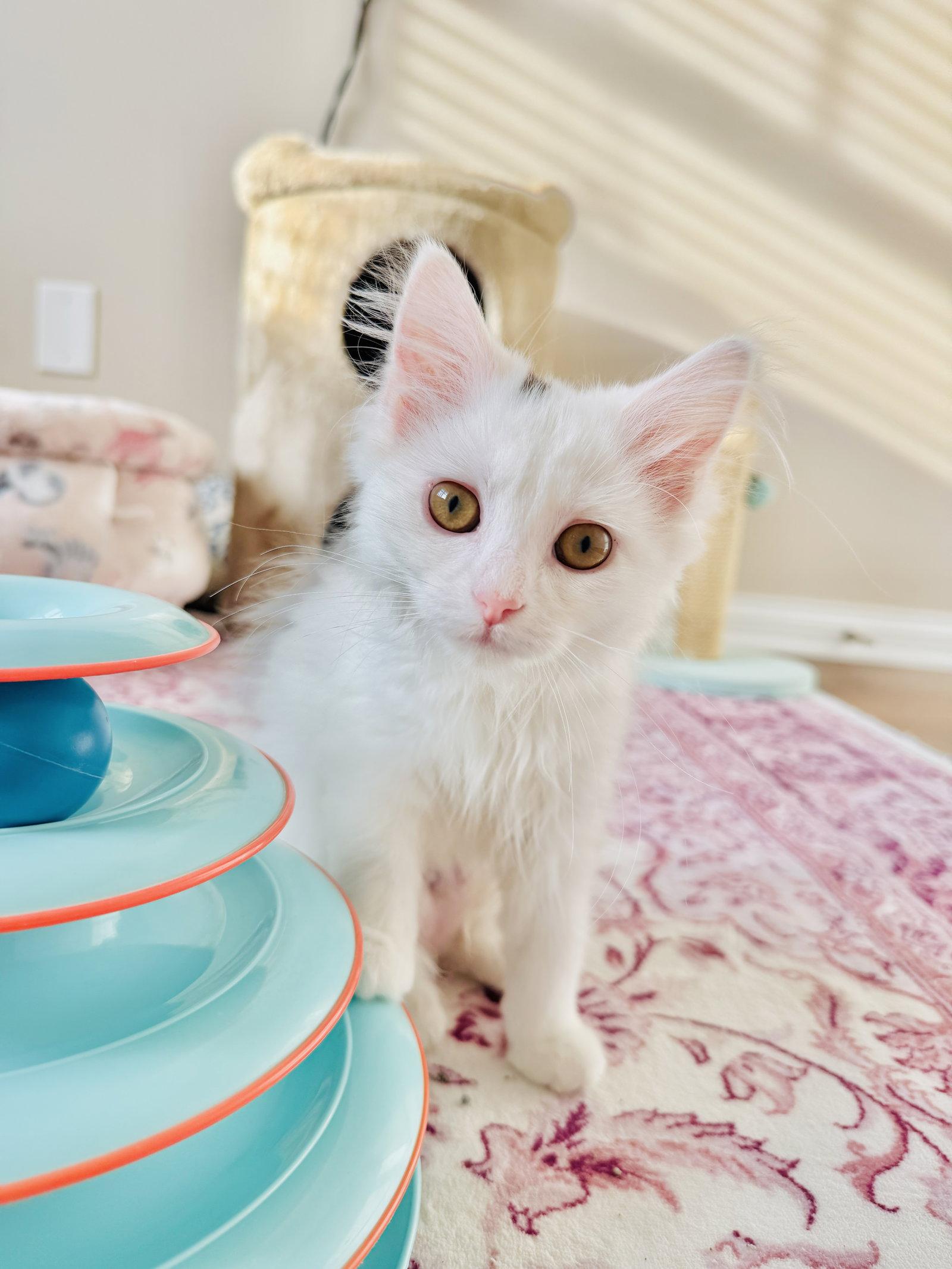 Enlarge Egg Drop, a Adopted mixed breed in Georgetown, KY image 3/3