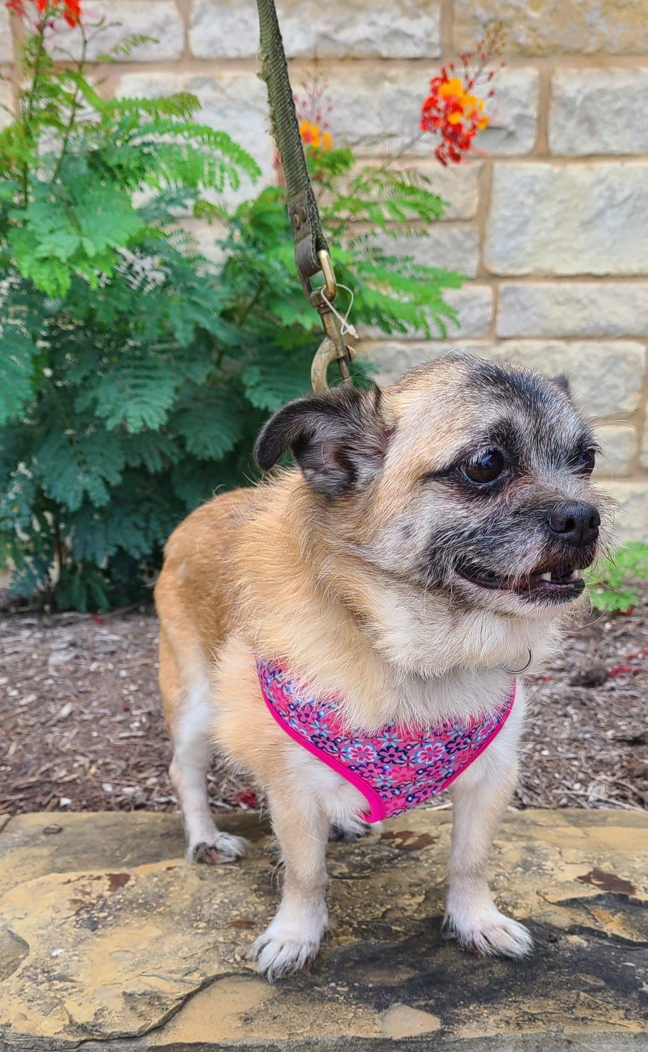 Sushi, Adoptable, Adult Female Pug & Shih Tzu.