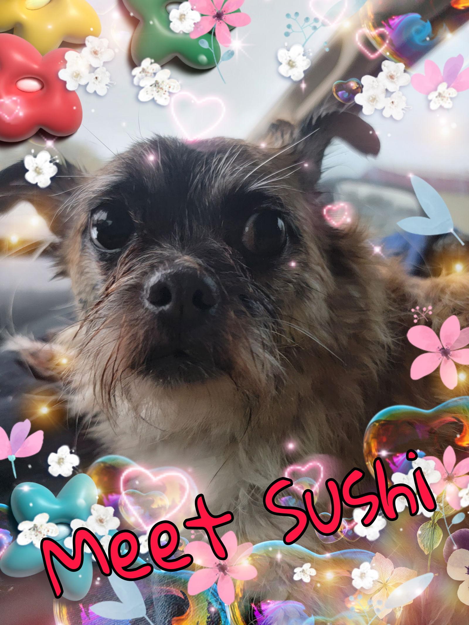 Enlarge Sushi, a Adoptable mixed breed in San Antonio, TX image 2/4