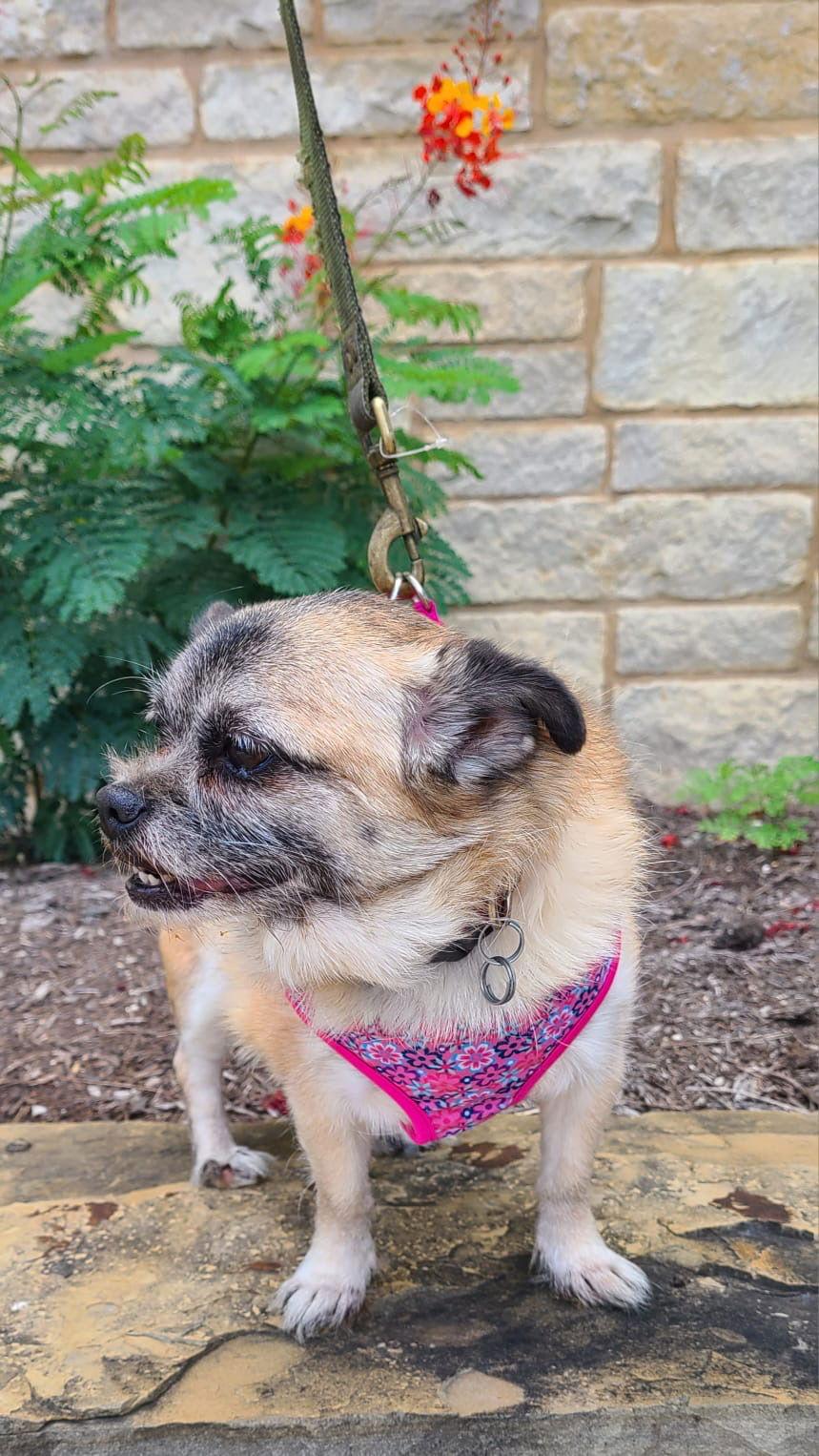 Sushi, Adoptable, Adult Female Pug & Shih Tzu.