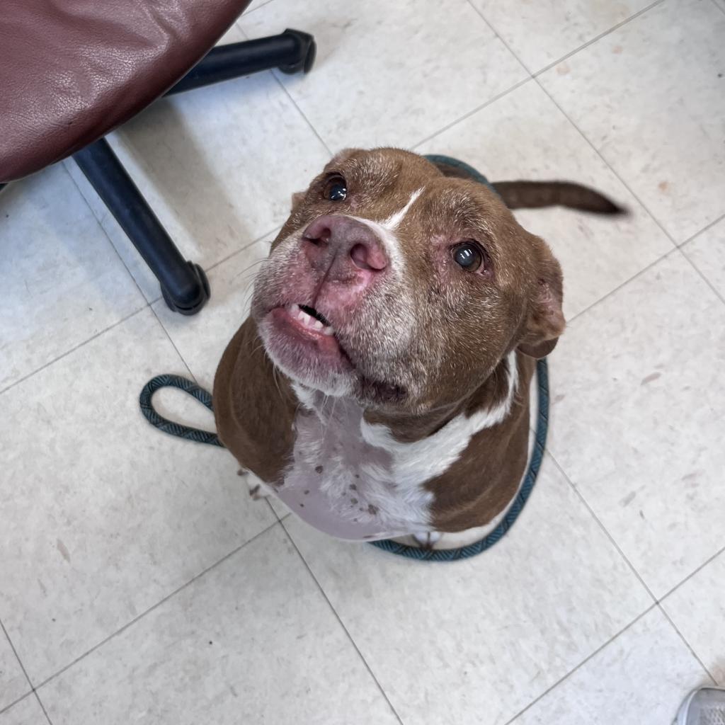 Enlarge Lenny, a Adoptable mixed breed in Englewood, FL image 1/6