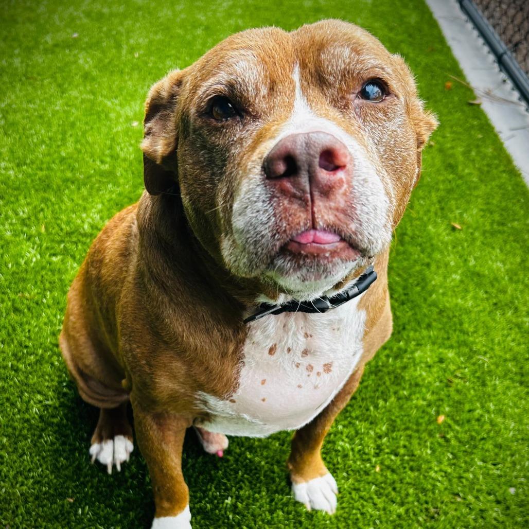 Enlarge Lenny, a Adoptable mixed breed in Englewood, FL image 2/6