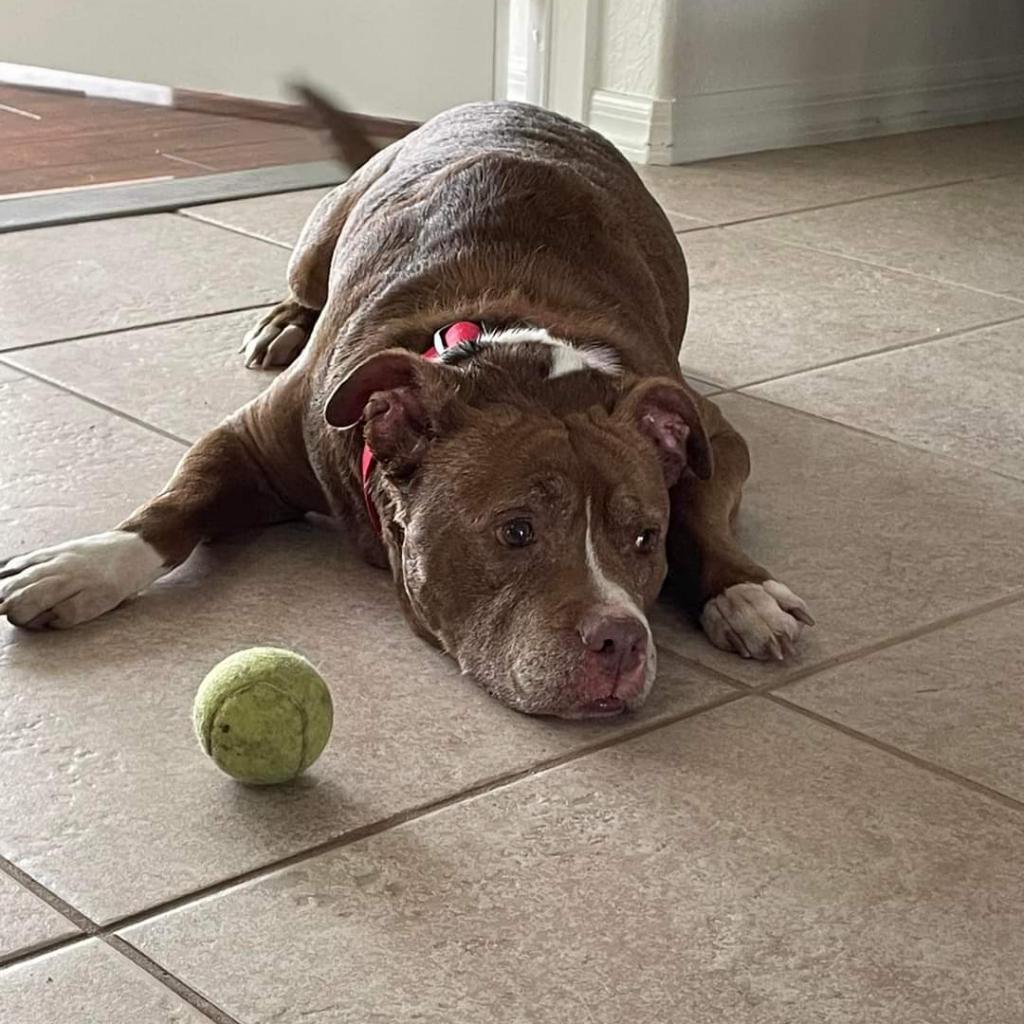 Enlarge Lenny, a Adoptable mixed breed in Englewood, FL image 3/6