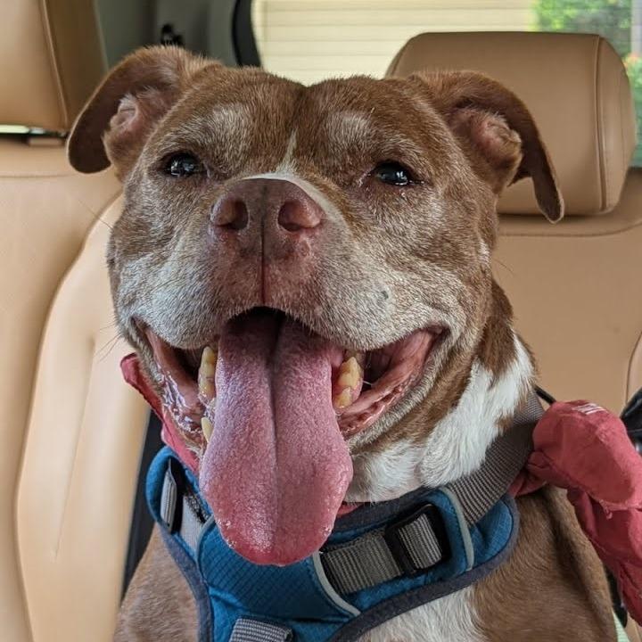 Enlarge Lenny, a Adoptable mixed breed in Englewood, FL image 4/6