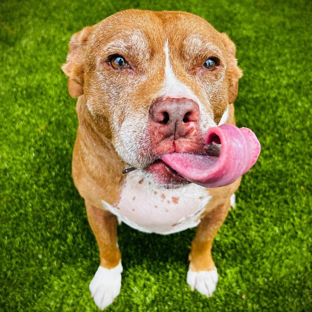 Lenny, a Adoptable mixed breed in Englewood, FL image 4/6