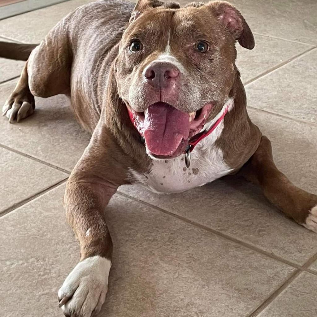 Enlarge Lenny, a Adoptable mixed breed in Englewood, FL image 6/6