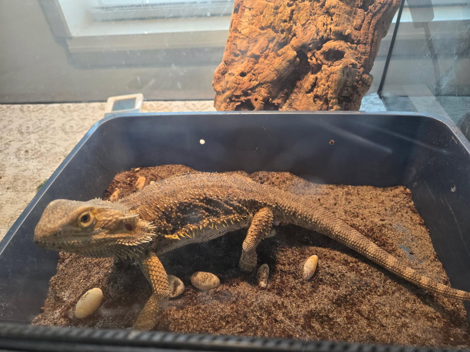 Tina, a Adoptable Bearded Dragon in Dearborn, MO image 2/3