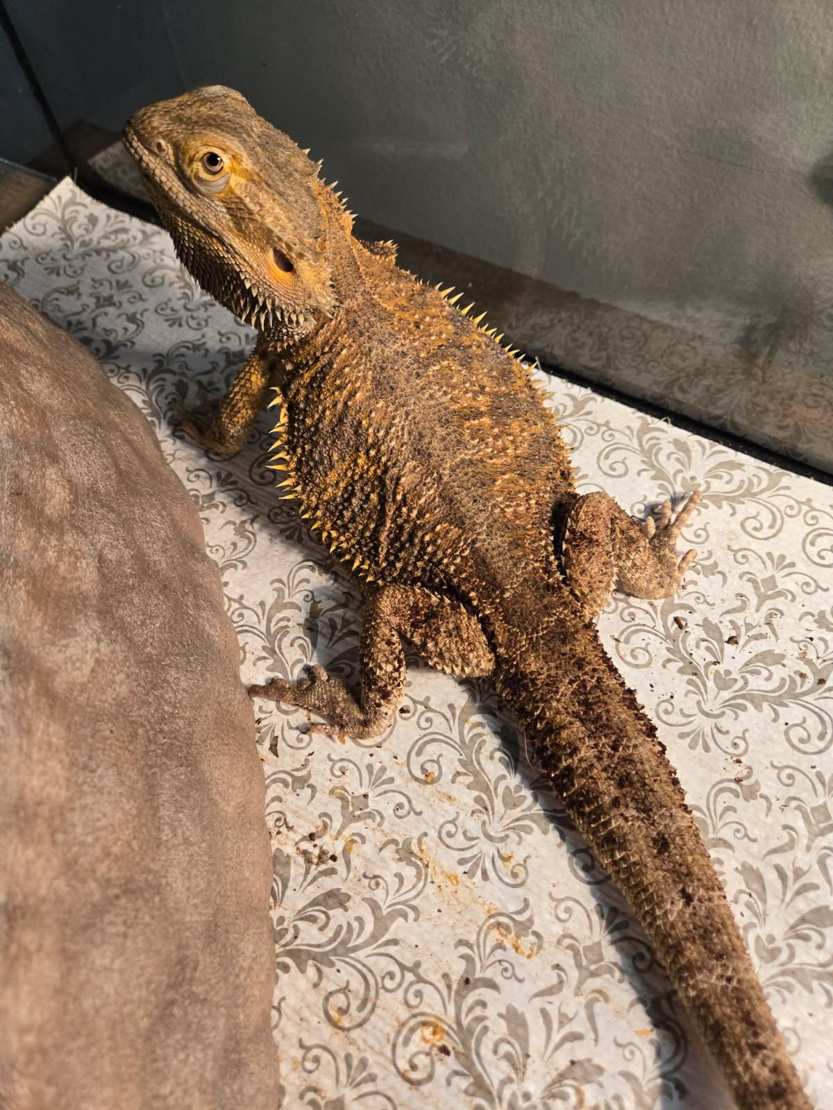 Tina, a Adoptable Bearded Dragon in Dearborn, MO image 1/3
