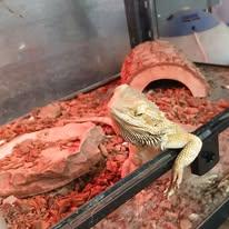 Tina, Adoptable, Adult Female Bearded Dragon.